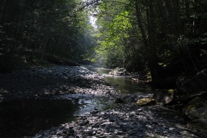 Downstream at Bluff Creek