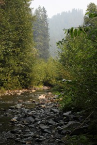 Upstream from the bat boxes