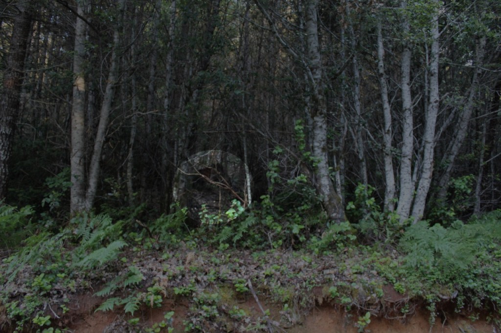 On the side of Bluff Creek road - Enhanced