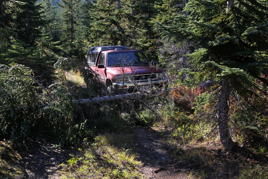 Squatcher and a downed tree.